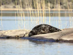 Rzadki nerpa saimaa opala się na skałach przy największym jeziorze Finlandii Rzadki nerpa saimaa opala się na skałach przy największym jeziorze Finlandii