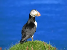 Maskonur podziwia widok Maskonur podziwia widok
