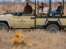 Samiec lwa daje się podziwiać Samiec lwa daje się podziwiać