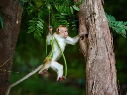 Ciekawska małpa makak