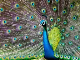 Może spotkamy tego faceta...