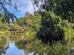 Bujny las deszczowy w Sepilok na Borneo