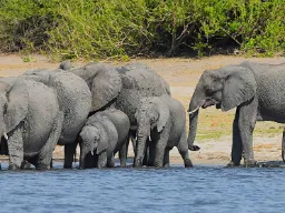 Słoniątka ważą 90–120 kg przy urodzeniu i mają ok. 1 m wysokości Słoniątka ważą 90–120 kg przy urodzeniu i mają ok. 1 m wysokości