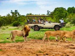Ryk lwa może osiągać do 114 decybeli i być słyszany z odległości do 8 km