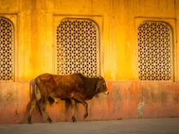 Krowa jest uważana za święty symbol macierzyństwa w hinduizmie Krowa jest uważana za święty symbol macierzyństwa w hinduizmie
