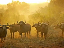 Afrykańskie bawoły mogą żyć w stadach liczących nawet kilkaset osobników Afrykańskie bawoły mogą żyć w stadach liczących nawet kilkaset osobników