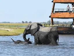 Młode muszą też nauczyć się kąpać Młode muszą też nauczyć się kąpać