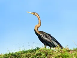 Afrykański wężoszyj żyje przy jeziorach i rzekach, gdzie łowi ryby ostrym dziobem. Długa szyja daje mu nazwę „wężoszyj” Afrykański wężoszyj żyje przy jeziorach i rzekach, gdzie łowi ryby ostrym dziobem. Długa szyja daje mu nazwę „wężoszyj”
