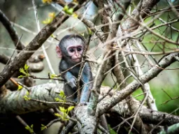 Małe małpki w Mantobeni Honeyguide Camp Małe małpki w Mantobeni Honeyguide Camp