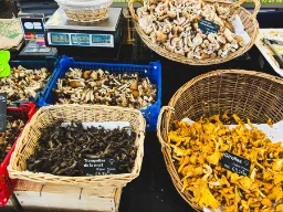 Grzyby wszelkiego rodzaju