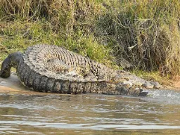 Krokodyl w drodze do wody Krokodyl w drodze do wody