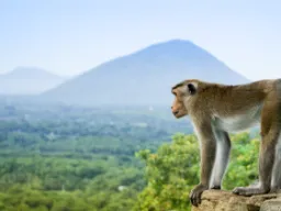 Małpa podziwia wspaniały widok Małpa podziwia wspaniały widok