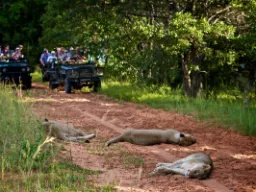 Lwy w Entabeni Lwy w Entabeni