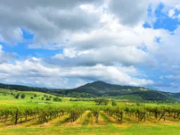 Winnice w Hunter Valley Winnice w Hunter Valley