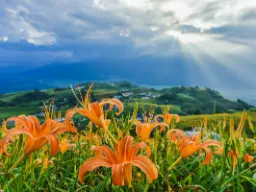 Pola lilii dziennych w górach Liushishi Pola lilii dziennych w górach Liushishi