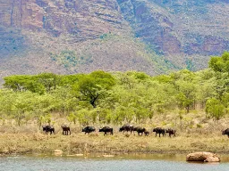 Bawoły żyją w dużych stadach - często czuć je zanim się je zobaczy Bawoły żyją w dużych stadach - często czuć je zanim się je zobaczy