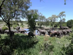 Słonie gromadzą się przy wodopoju w Mantobeni Słonie gromadzą się przy wodopoju w Mantobeni