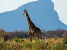 Majestatyczna żyrafa z Hanglip Mountain w tle Majestatyczna żyrafa z Hanglip Mountain w tle