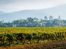 Winnice w Prioracie z preferowanymi winogronami Grenache i Carignan Winnice w Prioracie z preferowanymi winogronami Grenache i Carignan