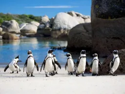 Pingwiny pozują na plaży Boulders