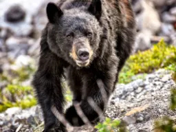 Niedźwiedź czarny żyje zwykle 15–25 lat i może ważyć do 270 kg Niedźwiedź czarny żyje zwykle 15–25 lat i może ważyć do 270 kg