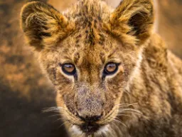 Lwiątko waży 1,5–2 kg przy urodzeniu i jest ślepe przez pierwsze 6–10 dni Lwiątko waży 1,5–2 kg przy urodzeniu i jest ślepe przez pierwsze 6–10 dni