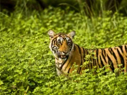 Spośród wielkich kotów tygrys ma największą rozpiętość rozmiarów – od 65 do 320 kg Spośród wielkich kotów tygrys ma największą rozpiętość rozmiarów – od 65 do 320 kg