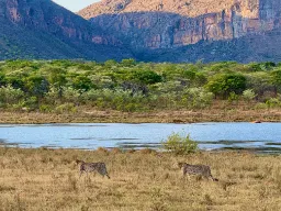Gepard jest najszybszym zwierzęciem na świecie - do 120 km/h Gepard jest najszybszym zwierzęciem na świecie - do 120 km/h