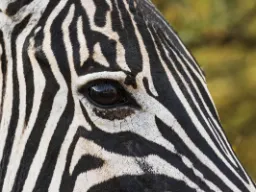 Zebra dobrze widzi w słabym świetle i ma pole widzenia wynoszące niemal 140 stopni Zebra dobrze widzi w słabym świetle i ma pole widzenia wynoszące niemal 140 stopni