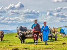 Mongołowie nomadzi z wozami zaprzężonymi w woły na stepie
