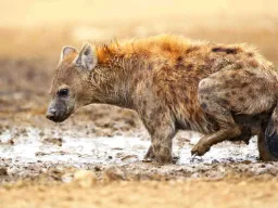 Hieny żyją w dużych, złożonych klanach o silnej strukturze społecznej