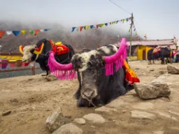 Jak-woły w pełnej ozdobie Jak-woły w pełnej ozdobie