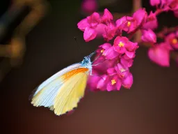 Nie wszystkie zwierzęta na sawannie są duże