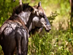 Gnu zawdzięcza swoją nazwę swojemu dźwiękowi Gnu zawdzięcza swoją nazwę swojemu dźwiękowi