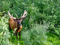 Samiec wapiti z dużym porożem Samiec wapiti z dużym porożem