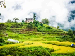 Zielone pola w Punakha Zielone pola w Punakha