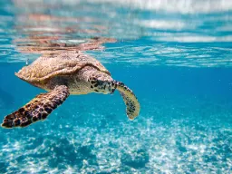 Może pojawi się żółw morski