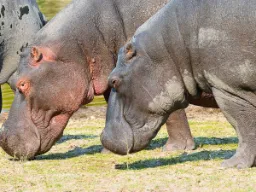 Hipopotamy żywią się głównie trawą, którą jedzą nocą. Hipopotamy żywią się głównie trawą, którą jedzą nocą.