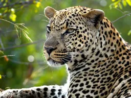 Lampart może biegać z prędkością ponad 60 km/h Lampart może biegać z prędkością ponad 60 km/h