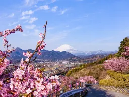 Góra Fuji wznosi się za kolorowymi drzewami wiśniowymi Góra Fuji wznosi się za kolorowymi drzewami wiśniowymi
