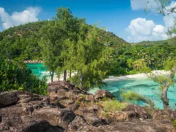 Drzewa, klify, piasek i woda