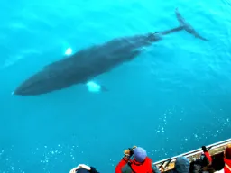 Możliwość zobaczenia wielorybów Możliwość zobaczenia wielorybów