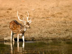 Jeleń aksis, Park Narodowy Ranthambore Jeleń aksis, Park Narodowy Ranthambore