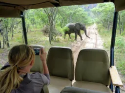 Słonie żyją 60-70 lat Słonie żyją 60-70 lat
