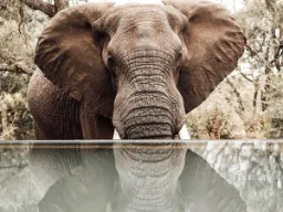 Słoń pozuje przy basenie w Mantobeni