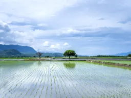 Pola ryżowe w Chishang Pola ryżowe w Chishang