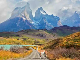 Cuernos del Paine w Parku Narodowym Torres del Paine z dzikim guanako na drodze przed górami