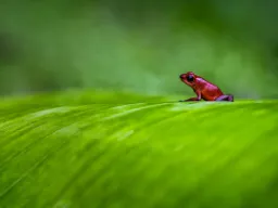 Mała czerwona żaba trująca — „truskawkowa żaba drzewna” — w kostarykańskiej dżungli. Nieszkodliwa dla ludzi Mała czerwona żaba trująca — „truskawkowa żaba drzewna” — w kostarykańskiej dżungli. Nieszkodliwa dla ludzi