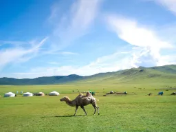 Garby wielbłąda na stepie