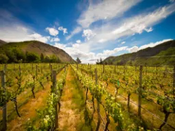 Nowa Zelandia produkuje około 350 milionów litrów wina rocznie – głównie Sauvignon Blanc Nowa Zelandia produkuje około 350 milionów litrów wina rocznie – głównie Sauvignon Blanc